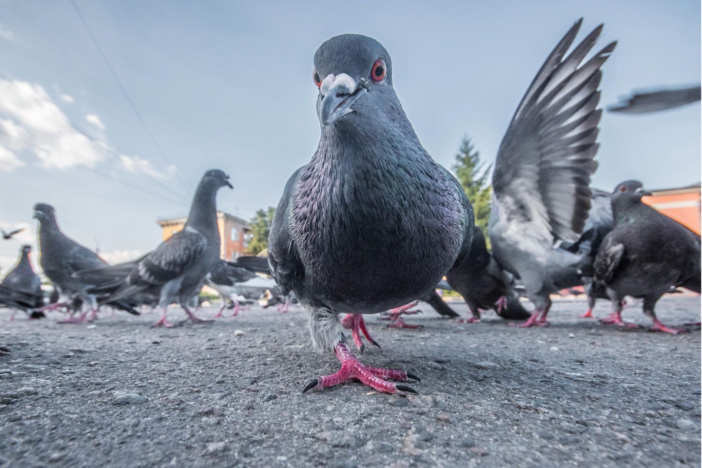 Taube in der Stadt Taube in der Stadt