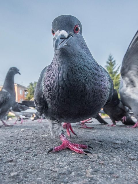 Taube in der Stadt