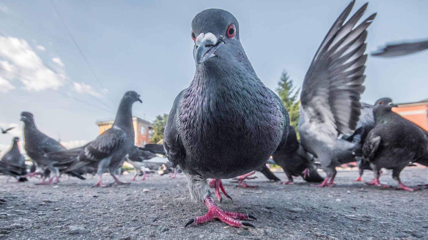 Taube in der Stadt
