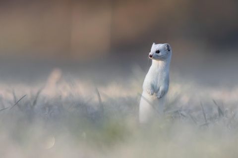 Das weiße Fell tarnt das Hermelin im Winter und schützt es perfekt vor Kälte: In jedem einzelnen Haar ist Luft eingeschlossen