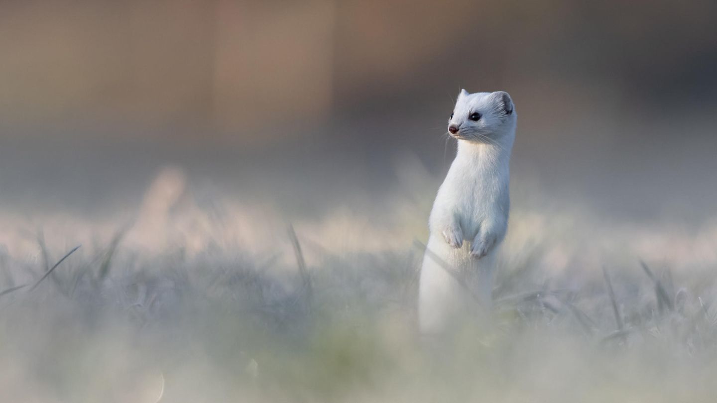 Das weiße Fell tarnt das Hermelin im Winter und schützt es perfekt vor Kälte: In jedem einzelnen Haar ist Luft eingeschlossen