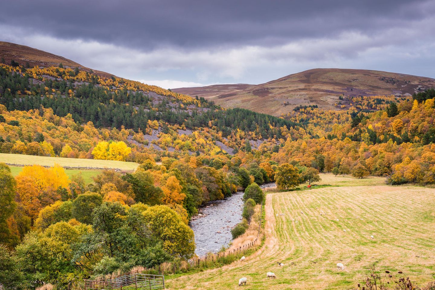 Schafe weiden im Cairngorms Nationalpark im Herbst