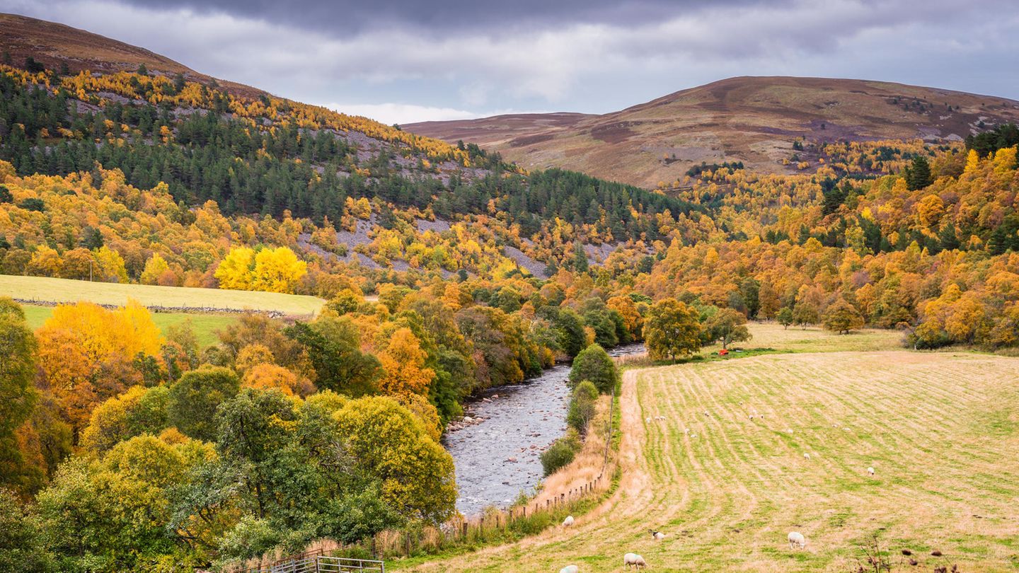 Was sollte man auf keinen Fall verpassen? Schafe weiden im Cairngorms Nationalpark im Herbst