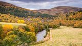 Schafe weiden im Cairngorms Nationalpark im Herbst