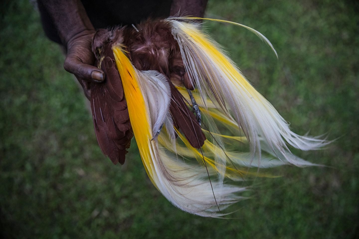 Klimawandel: East Sepik, Papua New Guinea: Paradiesvögel verlieren durch die Abholzung der Wälder ihren Lebensraum