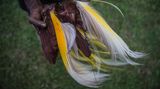 Klimawandel: East Sepik, Papua New Guinea: Paradiesvögel verlieren durch die Abholzung der Wälder ihren Lebensraum