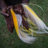 Klimawandel: East Sepik, Papua New Guinea: Paradiesvögel verlieren durch die Abholzung der Wälder ihren Lebensraum