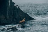 Klimawandel: Kenai Fjords National Park, Alaska: Nach Angaben der US National Science Foundation ist die Population der Steller'schen Seelöwen zwischen den späten 1970er und den frühen 1990er Jahren im westlichen Golf von Alaska um rund 80 Prozent zurückgegangen