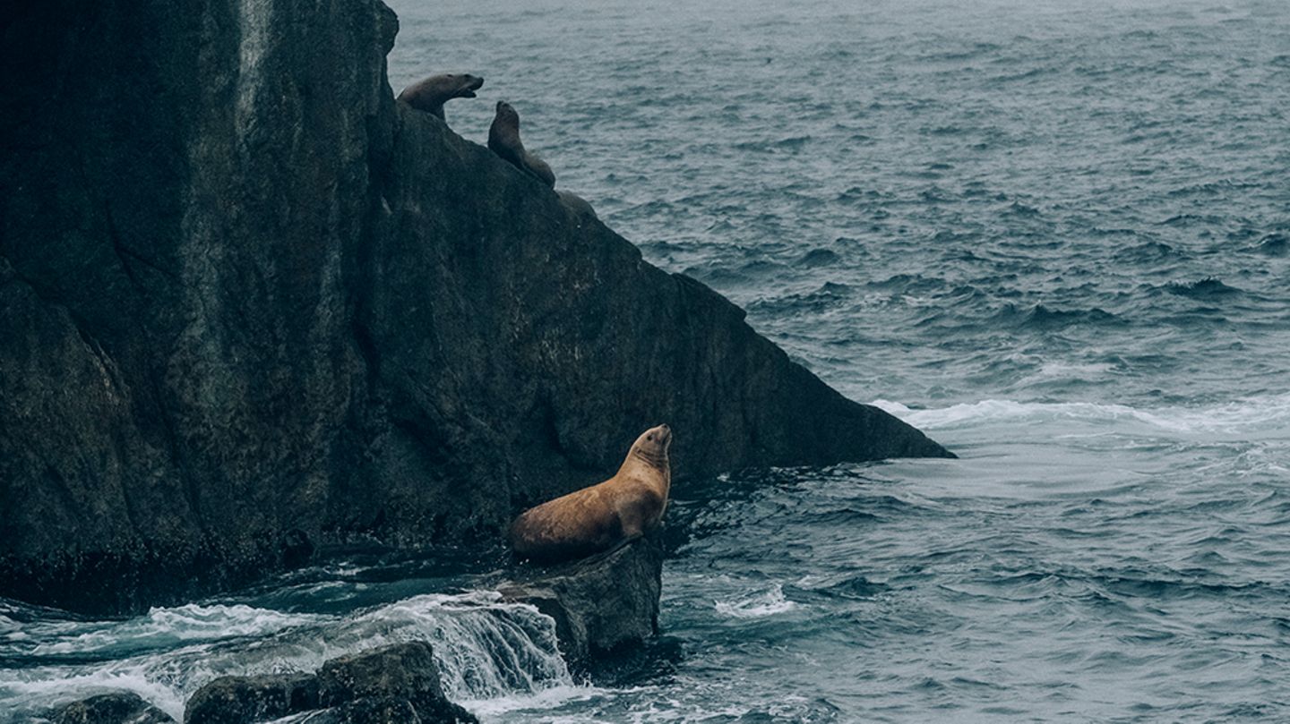 Klimawandel: Kenai Fjords National Park, Alaska: Nach Angaben der US National Science Foundation ist die Population der Steller'schen Seelöwen zwischen den späten 1970er und den frühen 1990er Jahren im westlichen Golf von Alaska um rund 80 Prozent zurückgegangen