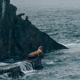 Klimawandel: Kenai Fjords National Park, Alaska: Nach Angaben der US National Science Foundation ist die Population der Steller'schen Seelöwen zwischen den späten 1970er und den frühen 1990er Jahren im westlichen Golf von Alaska um rund 80 Prozent zurückgegangen