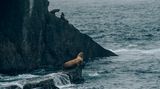 Klimawandel: Kenai Fjords National Park, Alaska: Nach Angaben der US National Science Foundation ist die Population der Steller'schen Seelöwen zwischen den späten 1970er und den frühen 1990er Jahren im westlichen Golf von Alaska um rund 80 Prozent zurückgegangen