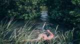 Klimawandel: Auf der Insel Upolu (Samoa) gewährleisten ausgedehnte Mangroven die Versorgung mit Wasser
