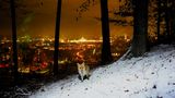 29.12.2021      "Ein Versuch das Wort Stadtfuchs in einem Bild darzustellen."      Ort: Köniz / Bern  Kamera: Sony Alpha 7 III mit Sony Sonar T*35mm F/2.8  Mehr Foto von Marco Catocchia