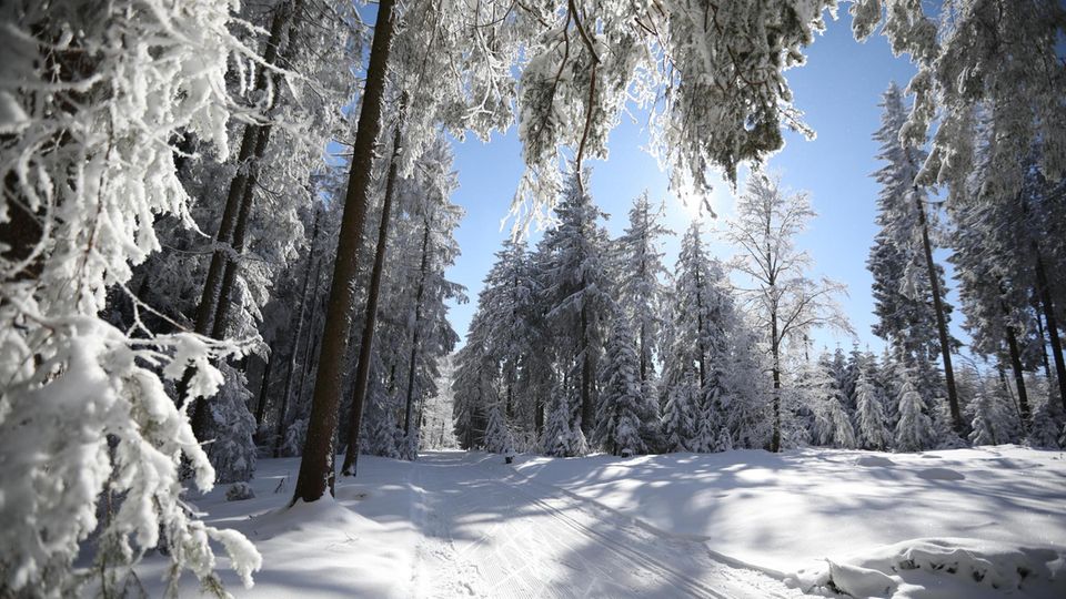 Loipe mit vereisten und verschneiten Bäumen im Schnee im Schwarzwald auf dem Fernskiwanderweg von Schonach zum Belchen Srrrr. Klack. Srrrr. Schon nach wenigen Kilometern finde ich meinen Rhythmus. Dis Ski laufen fast von allein, zwischen Martinskapelle bei Furtwangen und dem knapp 1150 Meter hohen Brend