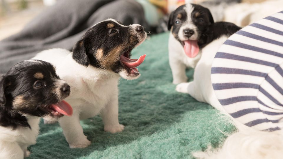Terrier-Welpe gähnt