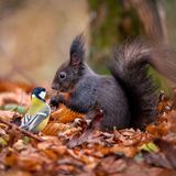 05.01.2021      "Alles ist besser zusammen!"      Kamera: NIKON D5600, 400.0 mm, ISO 1600, 1/125  Mehr Fotos von Olena Pfister