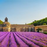 Abtei von Sénanque beim Dorf Gordes in der Provence, im Vordergrund blühende Lavendelfelder