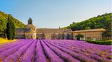 Abtei von Sénanque beim Dorf Gordes in der Provence, im Vordergrund blühende Lavendelfelder