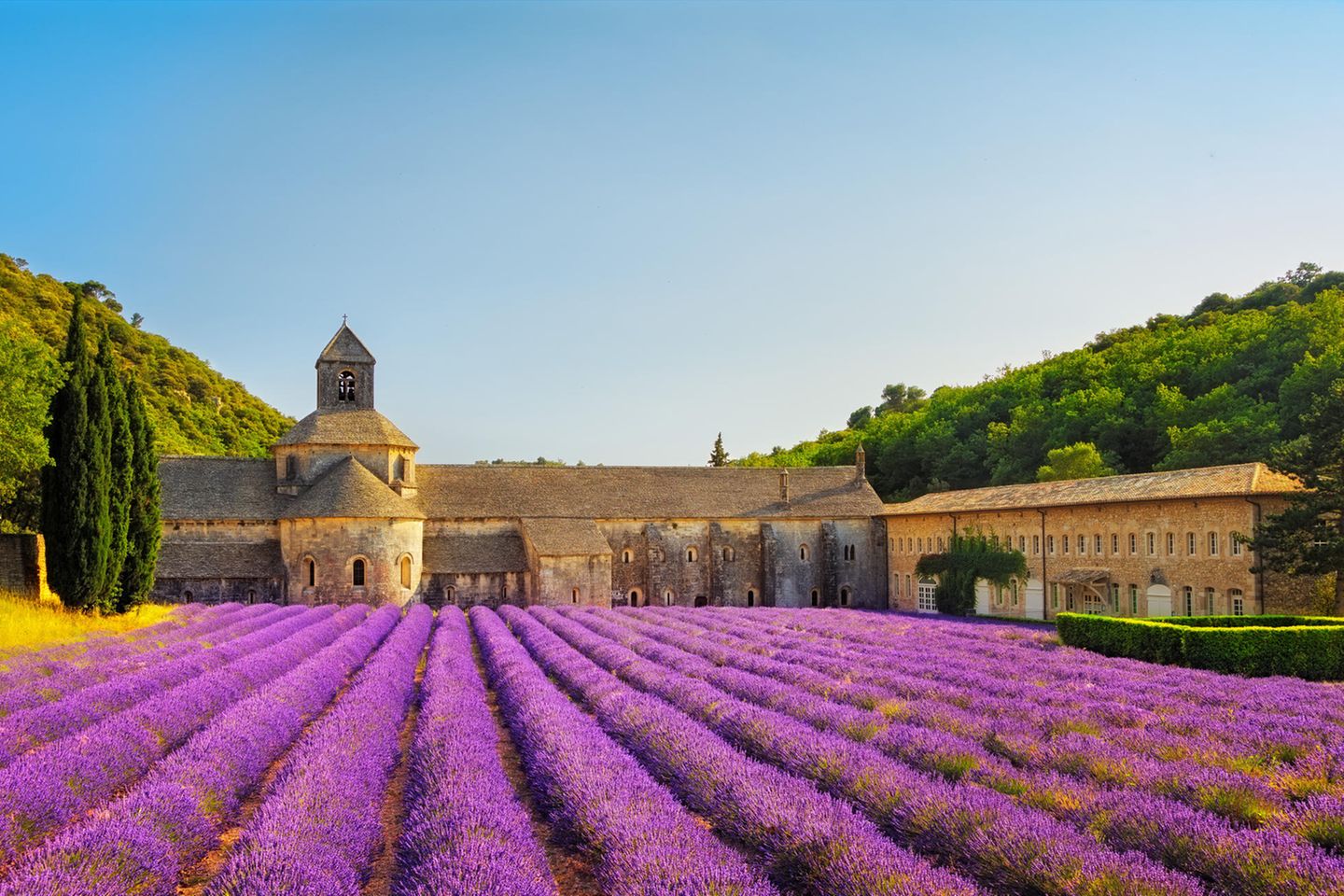 Abtei von Sénanque beim Dorf Gordes in der Provence, im Vordergrund blühende Lavendelfelder