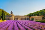 Abtei von Sénanque beim Dorf Gordes in der Provence, im Vordergrund blühende Lavendelfelder