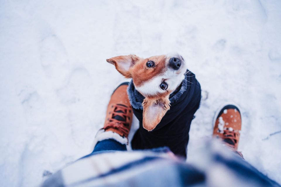 Hund im Wintermantel schaut seine Besitzerin an