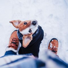 Hund im Wintermantel schaut seine Besitzerin an