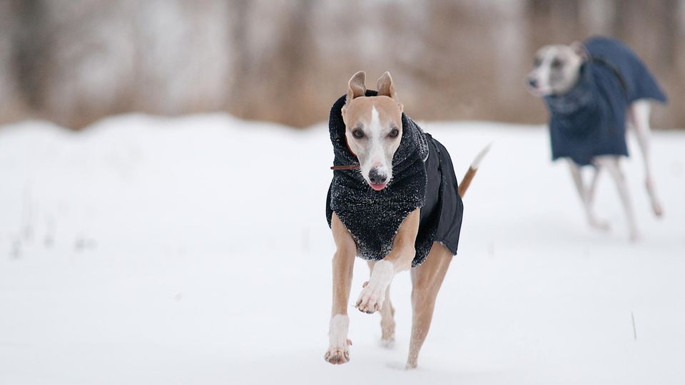 Hunde im Wintermantel laufen durch den Schnee