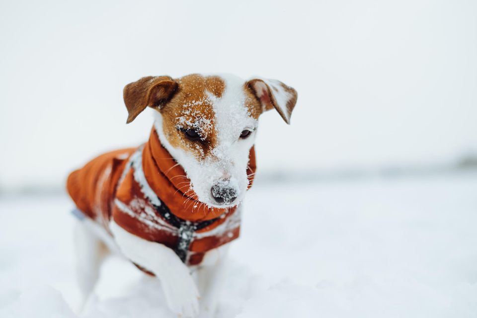 Junger Hund spielt im Schnee