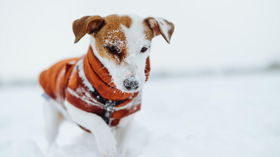 Junger Hund spielt im Schnee