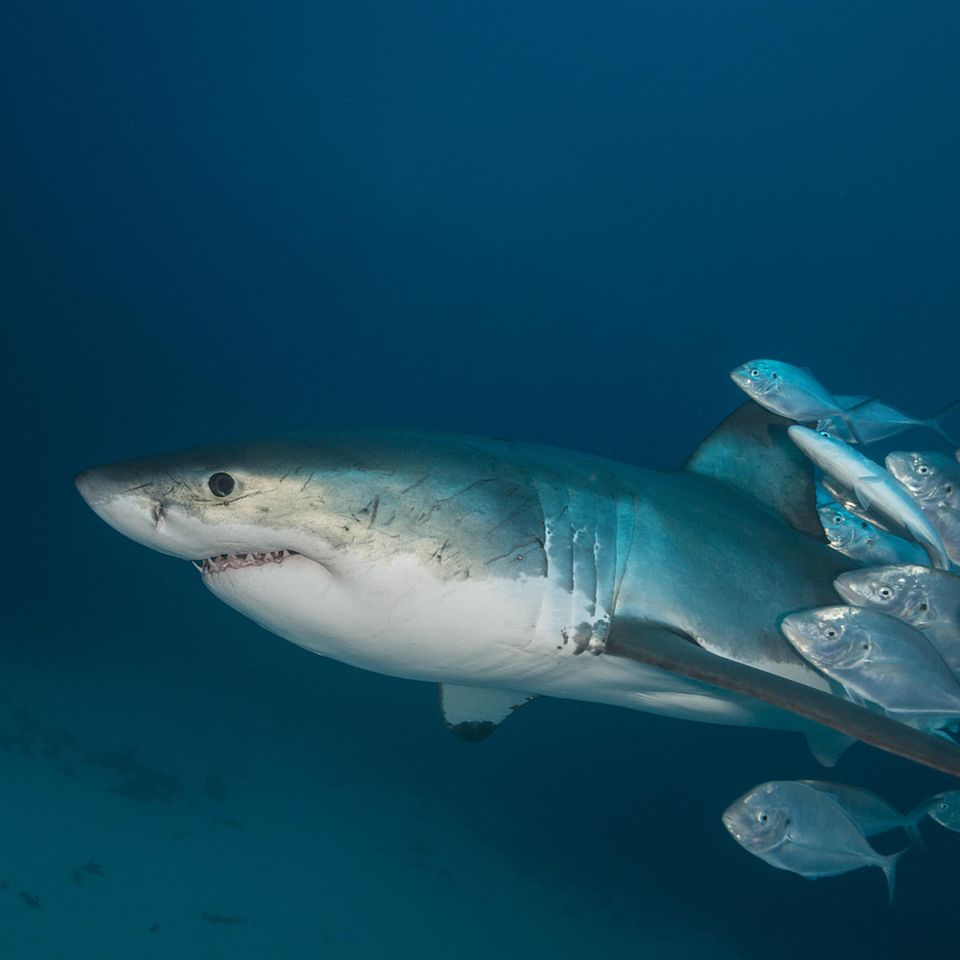 Haie werden oft von Fischen begleitet – und manchmal als Scheuerpfahl benutzt
