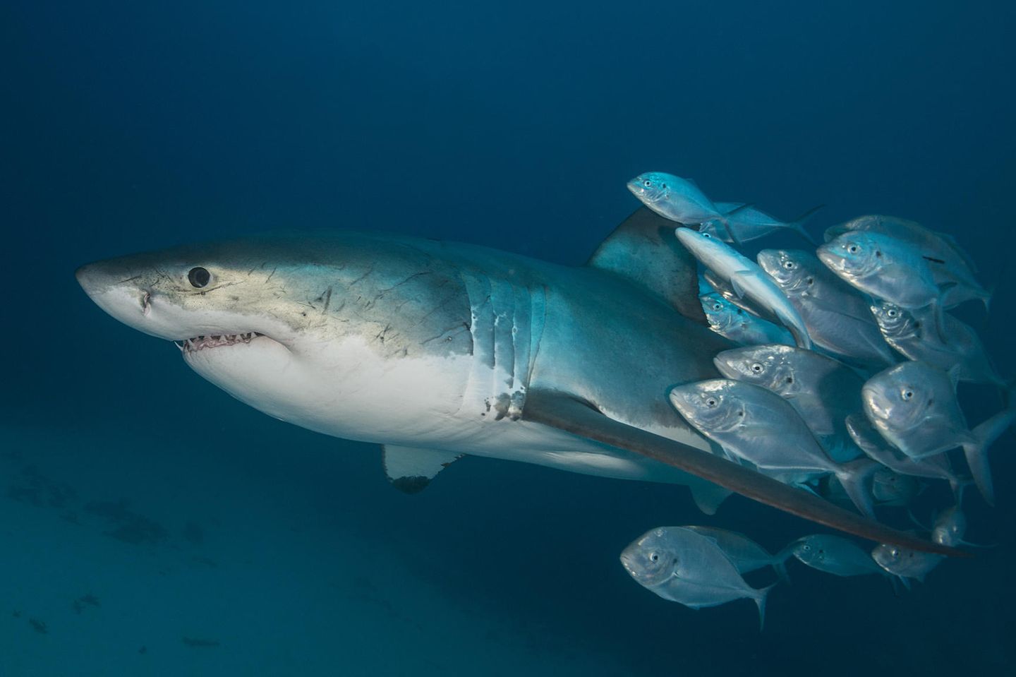 Haie werden oft von Fischen begleitet – und manchmal als Scheuerpfahl benutzt