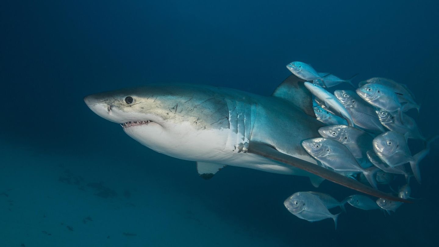 Haie werden oft von Fischen begleitet – und manchmal als Scheuerpfahl benutzt
