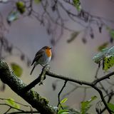 06.01.2022  "Rotkehlchen plustert sich gegen die Kälte auf."  Kamera: Canon EOS R6, Sigma 150-600mm  Mehr Fotos von Marc Schreiber