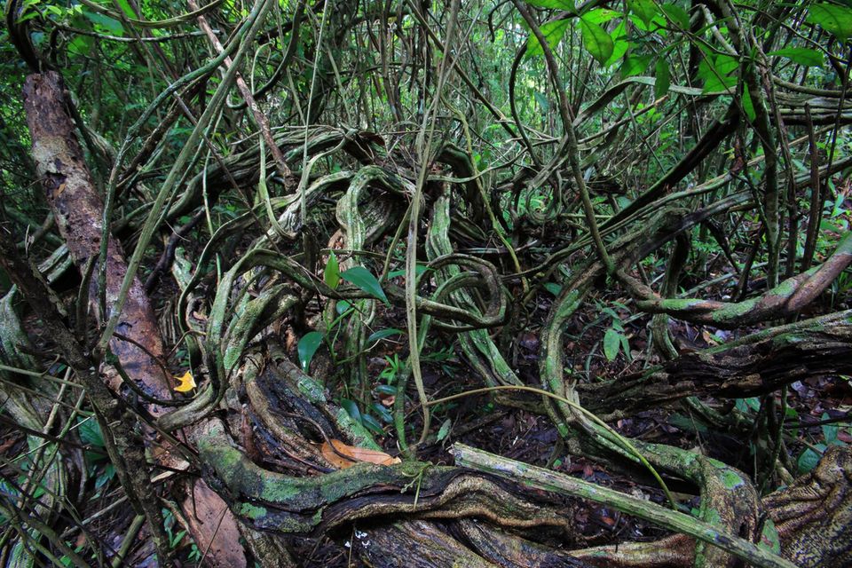 Geheimis der Kletterknstler: Lianen leisten Wldern unschtzbare Dienste -  [GEO]