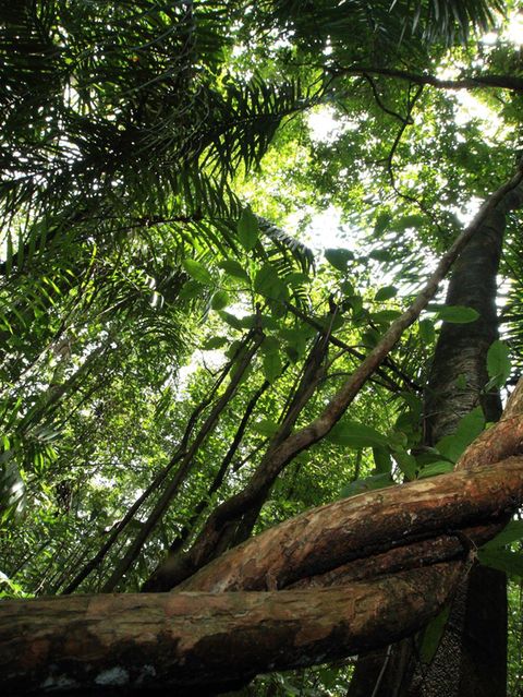 Der Schein trügt: Weder wachsen Lianen freistehend in den Himmel, noch gedeihen sie als Dreierbündel. Einst muss hier also ein Baum einer Rankpflanze als Klettergerüst gedient haben. Als er umstürzte, war die Liane bereits im Blätterdach verankert. Seither dient sie selbst als Himmelsleiter und wird von anderen Gewächsen umschlungen