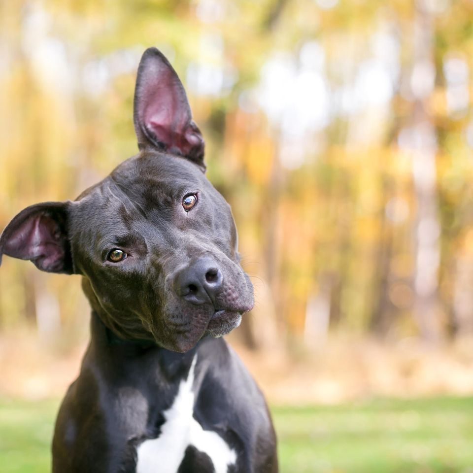 Pit Bull Mix hört aufmerksam zu und hat ein Ohr aufgestellt