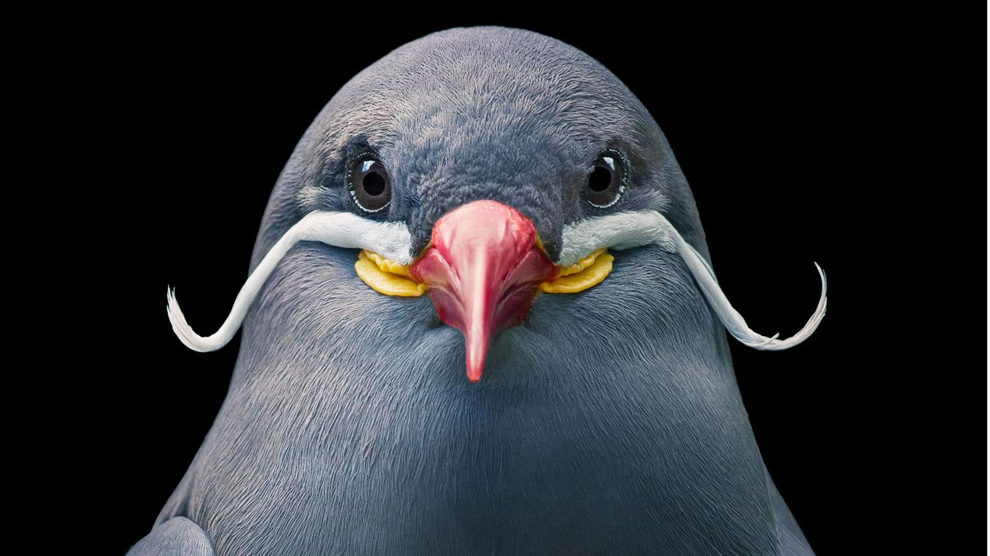 Inkaseeschwalbe