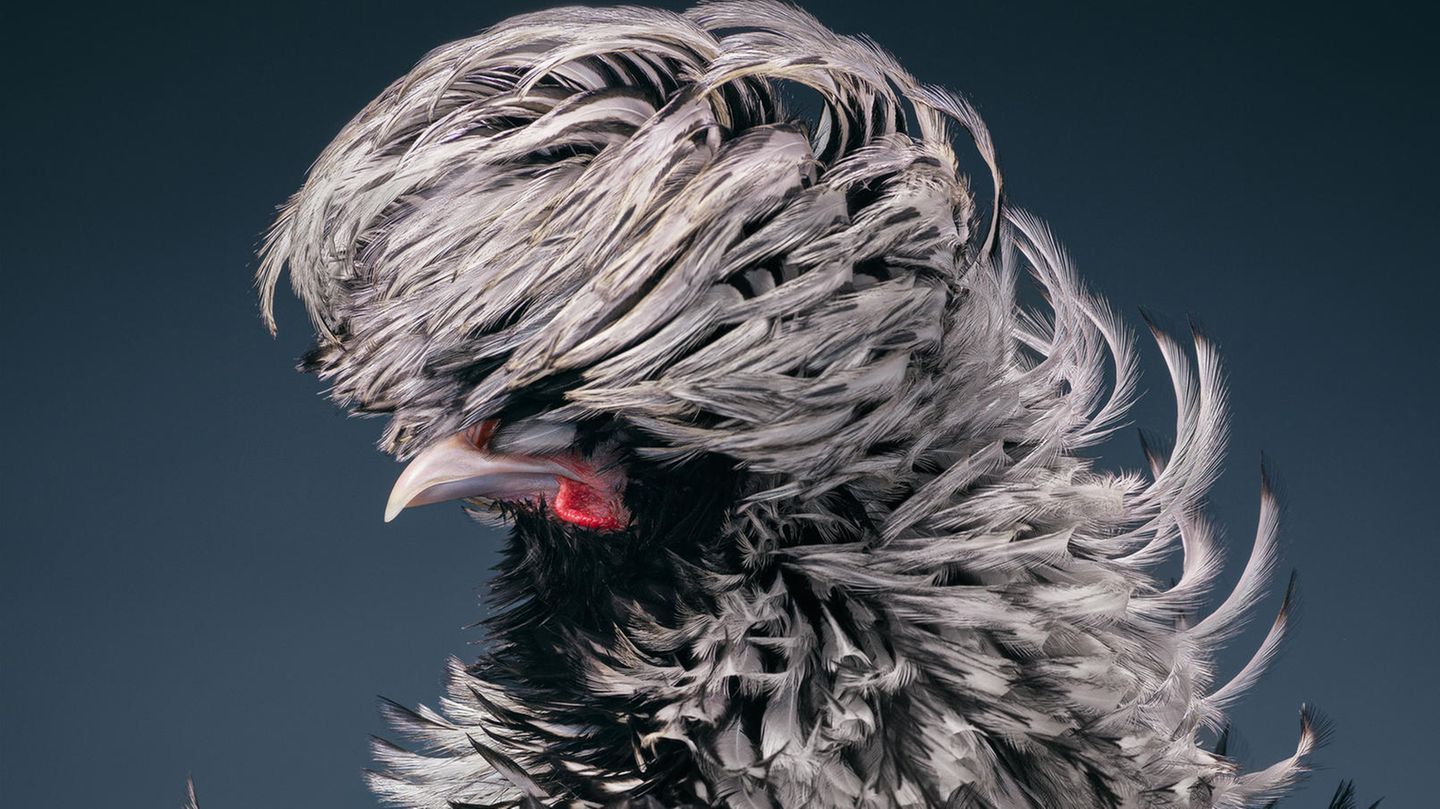 Holländer Haubenhuhn
