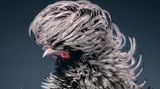 Holländer Haubenhuhn