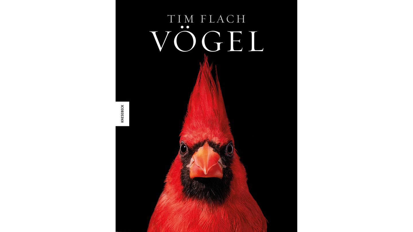 Schillernde Farben, ausgefallenes Gefieder oder spektakuläre Schnäbel. Tim Flach setzt die Vogelwelt in seinem Studio in Szene. Mit einem guten Hintergedanken. Er will zur Erhaltung und Unterstützung ihrer Arten anregen. Textlich begleitet und abgerundet wird diese Hommage an die Vogelwelt von Richard Prum, Evolutionsornithologe und Professor an der Yale University. Der opulente Bildband ist im Knesebeck Verlag erschienen und für 68,00 € erhältlich.