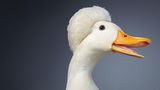 Züchter sind seit Jahrhunderten bemüht, die Federhauben dieser Enten noch attraktiver zu machen, doch kann sich das dominante Allel (Genvariante), dem die Vögeln ihr eigenartiges Krönchen verdanken, als tödlich erweisen. Embryos, die dieses Gen von beiden Eltern erhalten, sterben unweigerlich noch im Ei. Um das zu verhüten, kreuzen Züchter Haubenenten üblicherweise mit einer anderen Rasse. Sie nehmen in Kauf, dass das dominante Merkmal – die Haube – sich nur bei der Hälfte der Nachkommen durchsetzt.