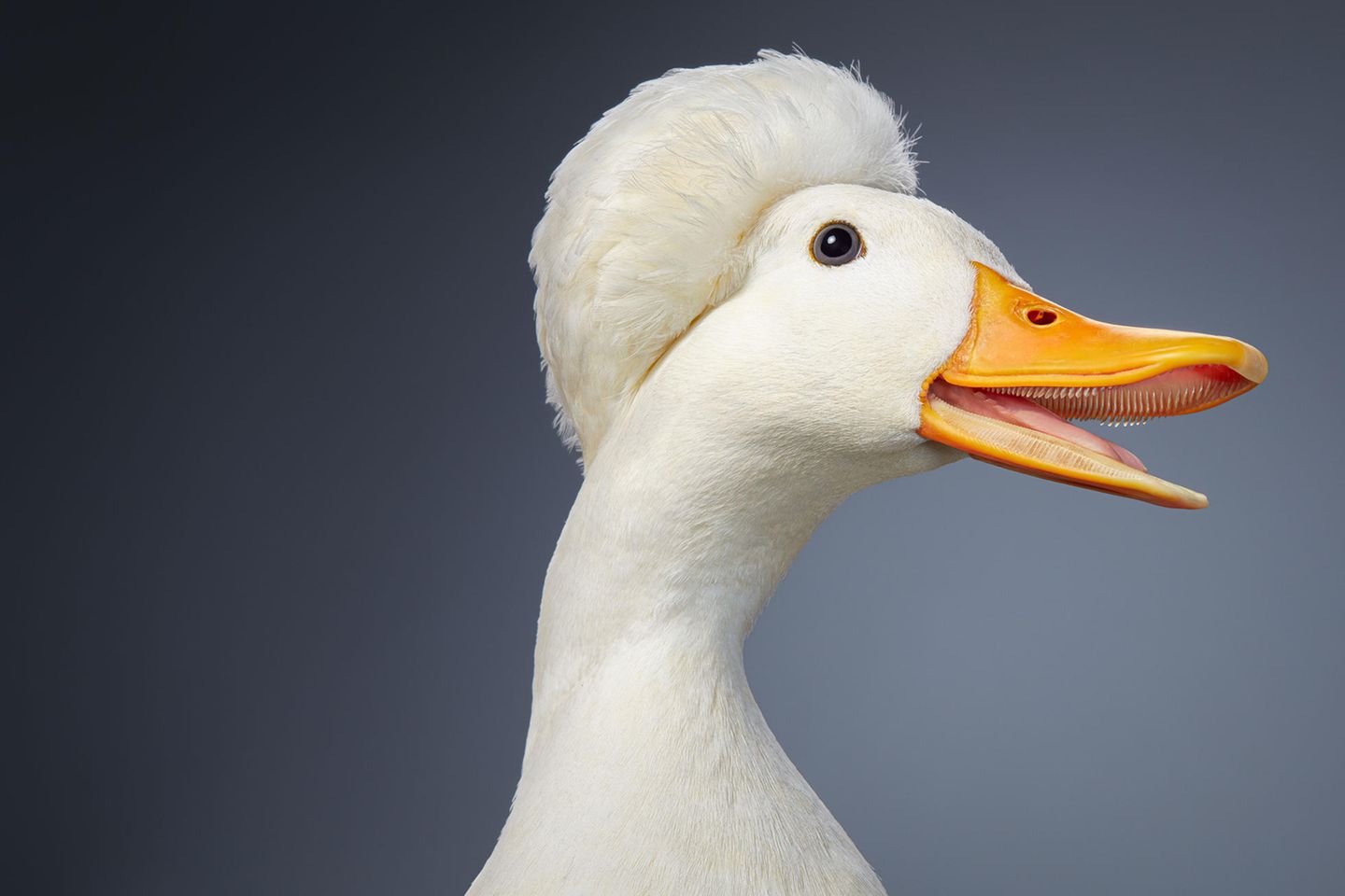 Miniatur-Haubenente Züchter sind seit Jahrhunderten bemüht, die Federhauben dieser Enten noch attraktiver zu machen, doch kann sich das dominante Allel (Genvariante), dem die Vögeln ihr eigenartiges Krönchen verdanken, als tödlich erweisen. Embryos, die dieses Gen von beiden Eltern erhalten, sterben unweigerlich noch im Ei. Um das zu verhüten, kreuzen Züchter Haubenenten üblicherweise mit einer anderen Rasse. Sie nehmen in Kauf, dass das dominante Merkmal – die Haube – sich nur bei der Hälfte der Nachkommen durchsetzt.