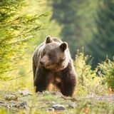 Braunbär erkundet die Kleine Fatra in der Slowakei