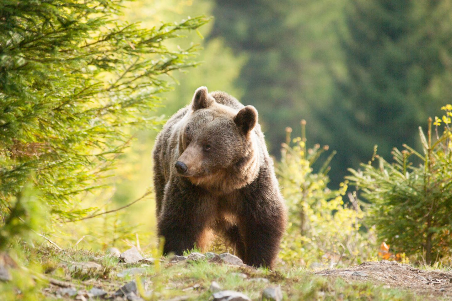 Braunbär erkundet die Kleine Fatra in der Slowakei