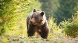 Braunbär erkundet die Kleine Fatra in der Slowakei