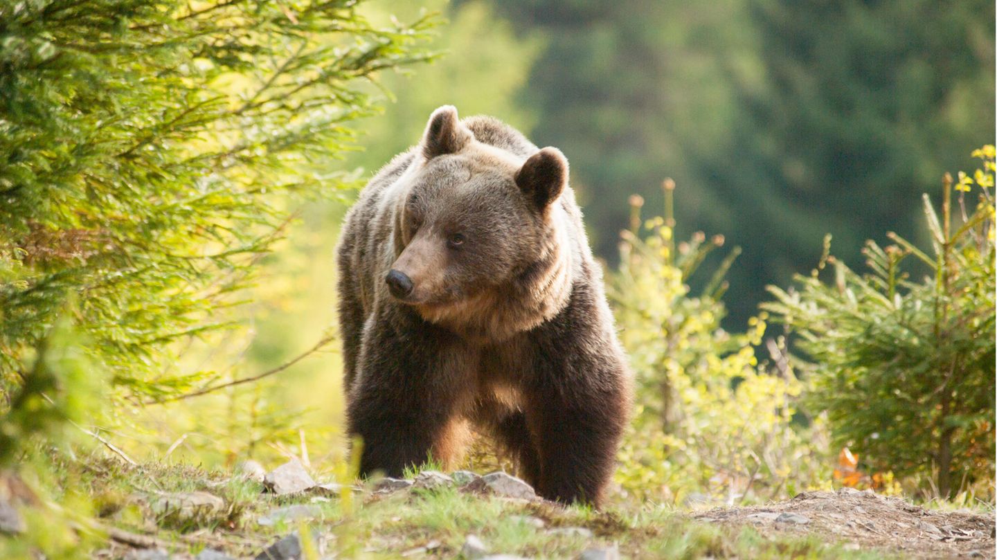 Was sollte man auf keinen Fall verpassen? Braunbär erkundet die Kleine Fatra in der Slowakei