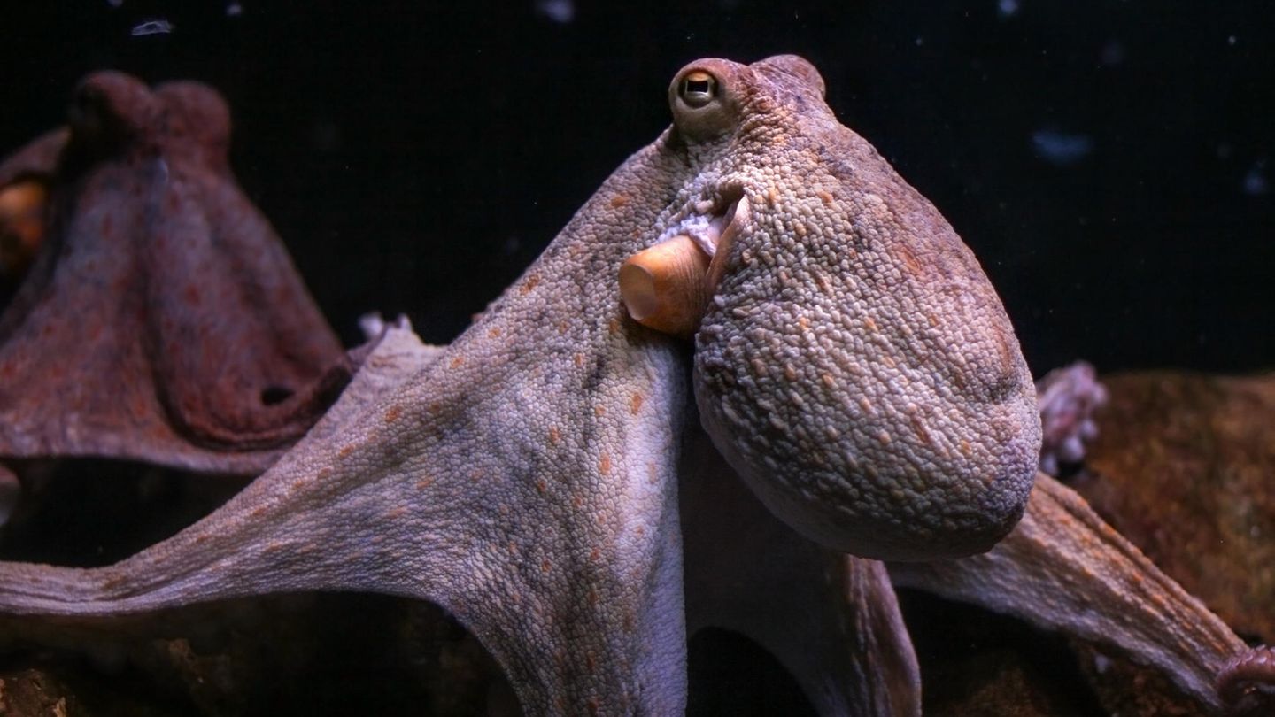 Gewöhnliche Kraken (Octopus vulgaris) sind intelligent, sensibel – und gelten vielerorts als Delikatesse