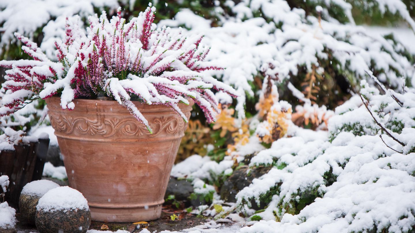 Pflanzen überwintern: Pinke Besenheide draußen im Blumentopf bei Schnee
