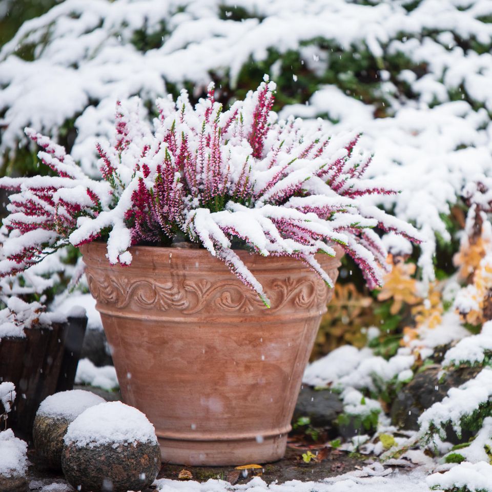 Pflanzen überwintern: Pinke Besenheide draußen im Blumentopf bei Schnee