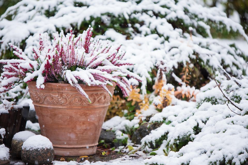 Pinke Besenheide überwintert draußen im Blumentopf bei Schnee